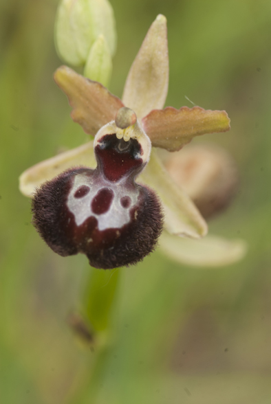 ophrys pseudoatrata in Lucania